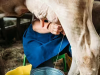 بقرة, Swiss cattle — الصورة 6