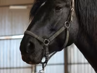 Mare, American shetland pony — photo 3