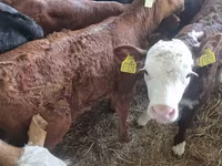 Bull, Limousin cow — photo 2