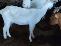 Cabra, Saanen goat — foto 1