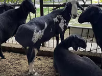 ஆண் ஆடு, ஆடுகள் — புகைப்படம் 7