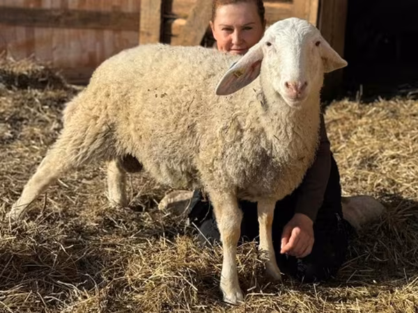 Koç, Assaf sheep
