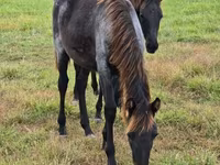 பெண் குதிரை, Rocky Mountain Horse — புகைப்படம் 7
