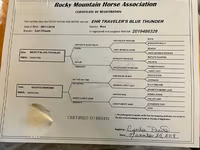 பெண் குதிரை, Rocky Mountain Horse — புகைப்படம் 6