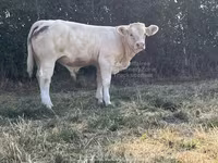 Touro, Raça de vaca — foto 2