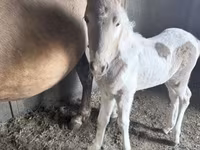 Kobyła, Pinto horses — zdjęcie 4