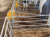 Toro, Swiss cattle — foto 3