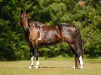 Kısrak, American paint horse — foto 7