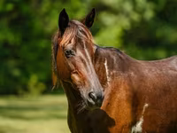 Kısrak, American paint horse — foto 5