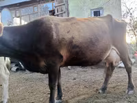 Vache, Race Alatauskaya — photo 1