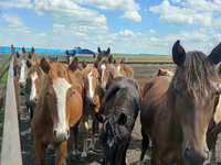 Stute, Horse breed — Foto 8