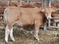 Toro, Vaca Limousin — foto 1