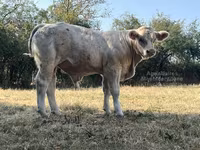 Touro, Raça de vaca — foto 5