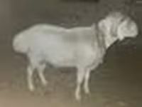 Bélier, Rhon sheep — photo 7
