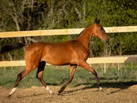 Koń, Akhal-Teke — zdjęcie 2