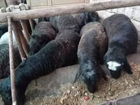 Carneiro, Rhon sheep — foto 1