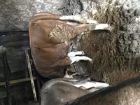 公牛, Simmental cattle — 照片 2