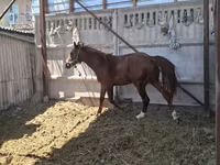 Cavalo, Arabian horse — foto 4