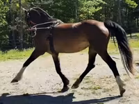 பெண் குதிரை, Dutch warmblood horse — புகைப்படம் 8