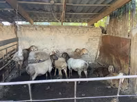 Koyun, Rhon sheep — foto 1