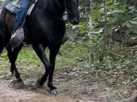 குதிரை, French Trotter — புகைப்படம் 2