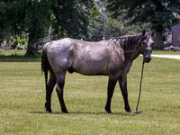 Aygır, Quarter Horse — foto 4