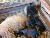 मेढ़ा, Dorper sheep — फ़ोटो 3
