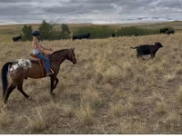 குதிரை, Horses of Sable Island — புகைப்படம் 7