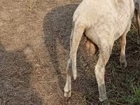 Schaf, Merino sheep — Foto 2