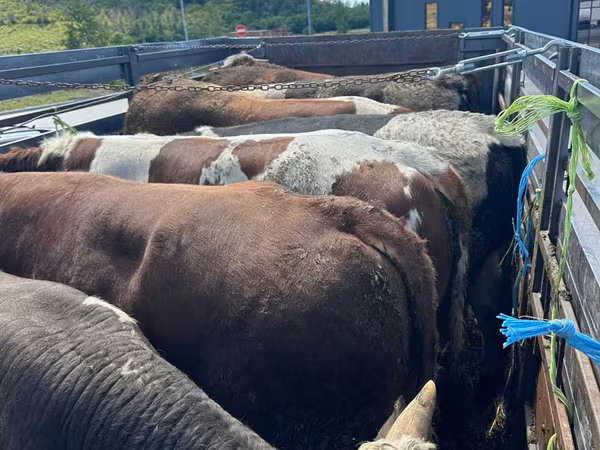 母牛, Cattle