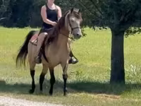 Cheval, Rocky Mountain Horse — photo 7