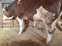 Toro, Simmental cattle — foto 4