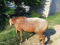 Koç, Agin sheep — foto 1