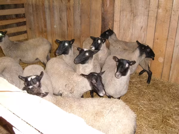Owca, Romanov sheep