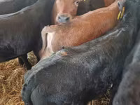 Bull, Limousin cow — photo 6