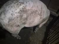 خنزير ذكر, Ландрас — الصورة 3