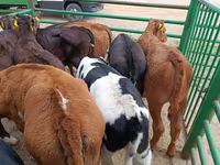 İnek, Limuzin inek — foto 3