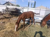 घोड़ी, Thoroughbred horse — फ़ोटो 3