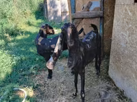 Keçi, Kamori goats — foto 3