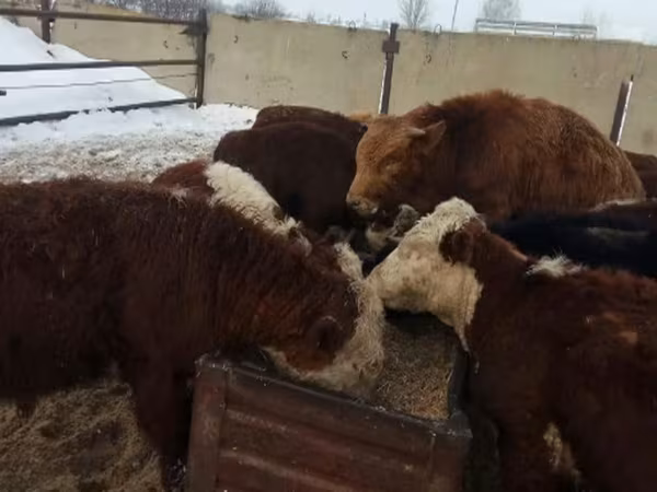 Cattle