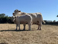 Touro, Raça de vaca — foto 1