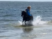 Kısrak, Quarter Horse — foto 5