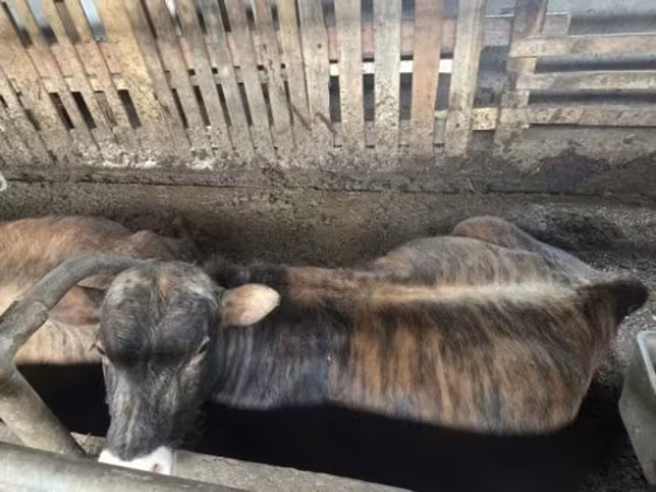 Toro, Raza Jersey