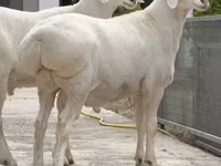 ஆண் ஆடு, ஆடுகள் — புகைப்படம் 1