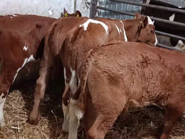 Toro, Ganado vacuno
