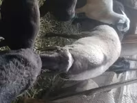 Koç, Rhon sheep — foto 4