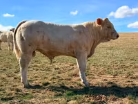 Boğa, Charolais cattle — foto 2