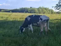 Kuh, Holstein-Rasse — Foto 6