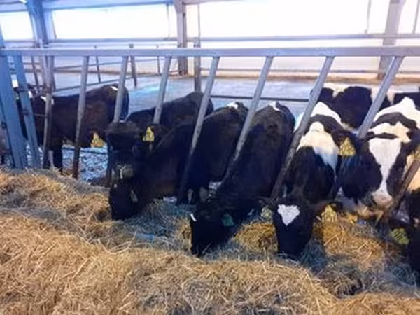 Razza Holstein