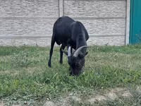 Kozioł, Murcia-Granada goats — zdjęcie 4